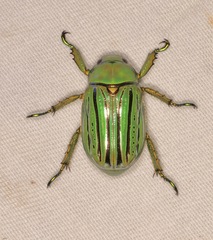Chrysina gloriosa