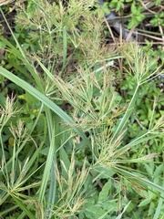 Cyperus distans
