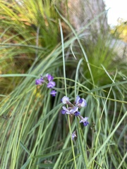 Glycine clandestina