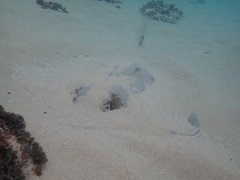 Hemitrygon fluviorum
