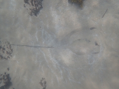 Hemitrygon fluviorum