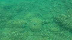 Sparus auratus