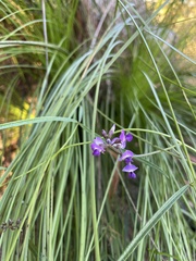 Glycine clandestina