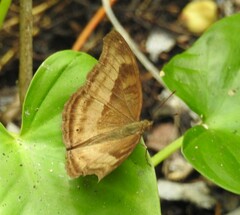 Junonia iphita