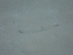 Platycephalus fuscus