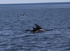 Lagenorhynchus albirostris