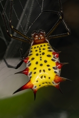 Micrathena zilchi