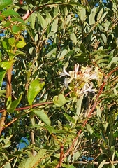 Lonicera periclymenum