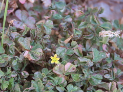 Oxalis corniculata