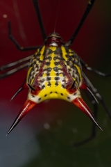Micrathena zilchi