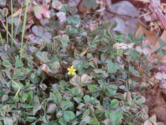 Oxalis corniculata
