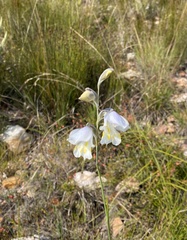 Gladiolus patersoniae