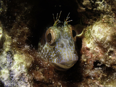 Parablennius pilicornis