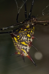 Micrathena zilchi