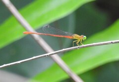 Ceriagrion
