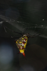 Micrathena zilchi