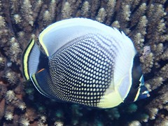 Chaetodon reticulatus