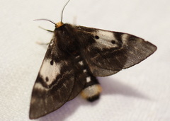 Nataxa flavescens