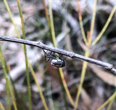 Araneidae
