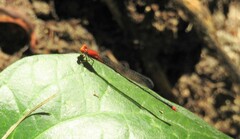 Pseudagrion pilidorsum