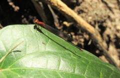 Pseudagrion pilidorsum