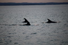 Lagenorhynchus albirostris