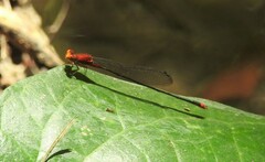 Pseudagrion pilidorsum