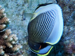 Chaetodon reticulatus