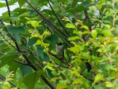 Pycnonotus