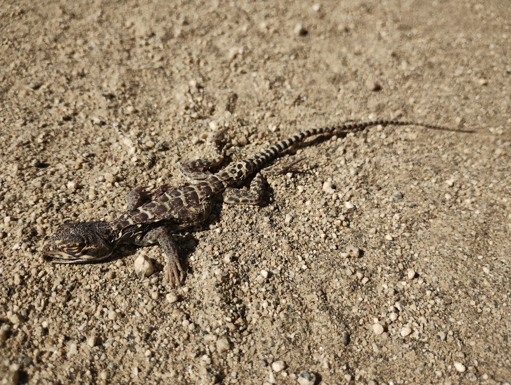 Cope's Leopard Lizard from 21553 B.C., México on August 26, 2022 at 09: ...
