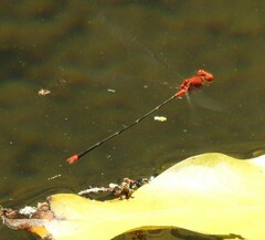 Pseudagrion pilidorsum