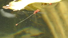 Pseudagrion pilidorsum