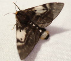 Nataxa flavescens