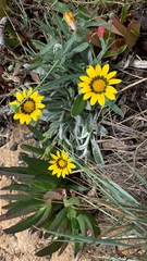 Gazania rigens