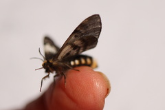 Nataxa flavescens