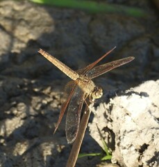 Brachythemis contaminata