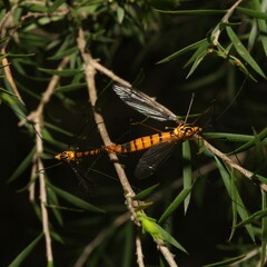 Nephrotoma australasiae