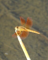 Brachythemis contaminata