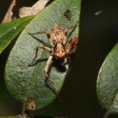 Oxyopes