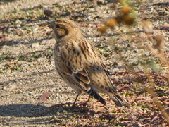 Calcarius lapponicus