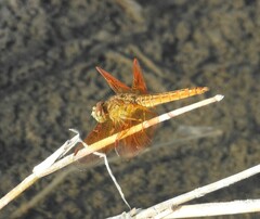 Brachythemis contaminata