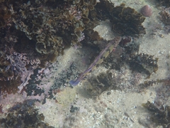 Eupetrichthys angustipes