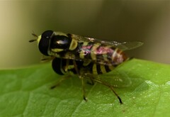 Ischiodon aegyptius