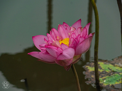 Nelumbo nucifera