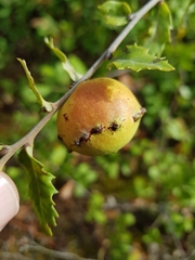 Andricus quercustozae