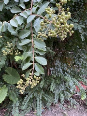 Lagerstroemia subcostata