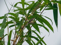 Prinia inornata