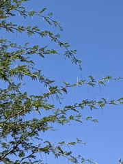 Vachellia farnesiana