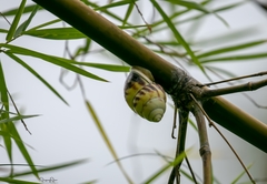 Amphidromus perversus