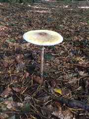 Lepiota